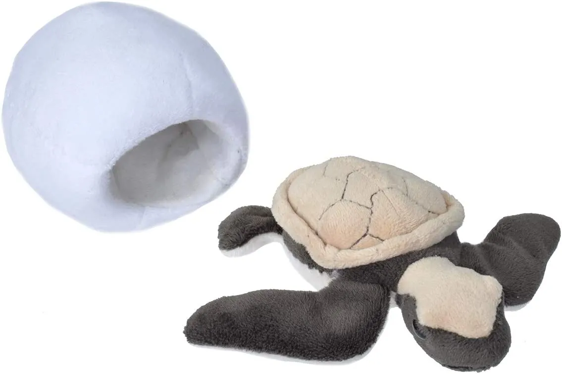 Hatchling Sea Turtle