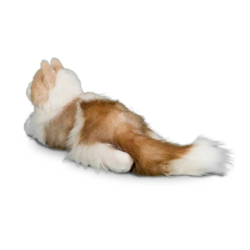Kiki Ragdoll Cat