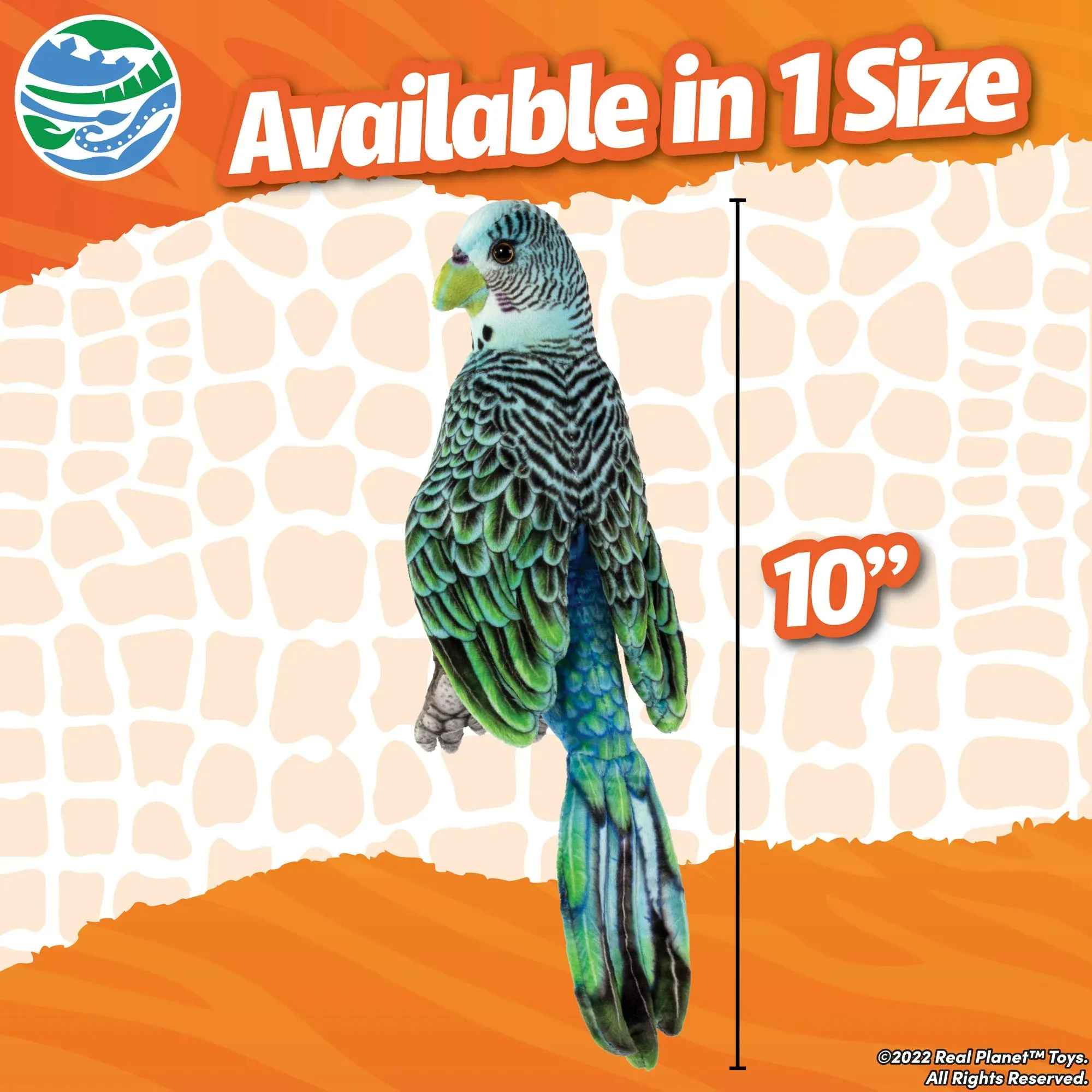 Parakeet 10"